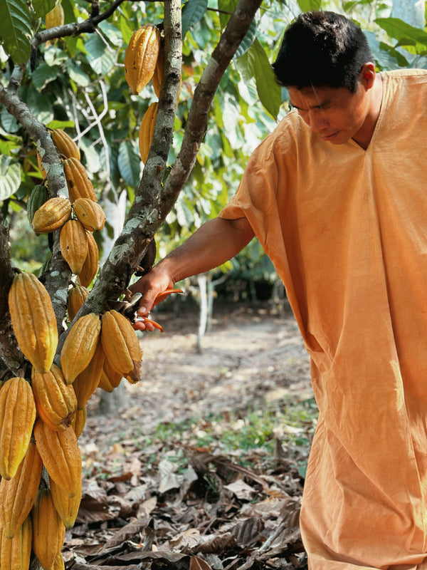 Empowering the Ashaninka, Nurturing the Earth