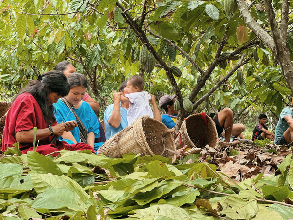 The Cacao Crisis: is this the end of Chocolate?
