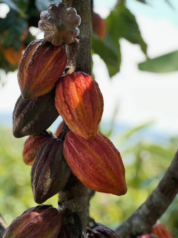 Cacao vs Cocoa