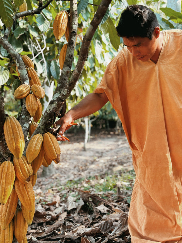 Benefits of drinking raw cacao