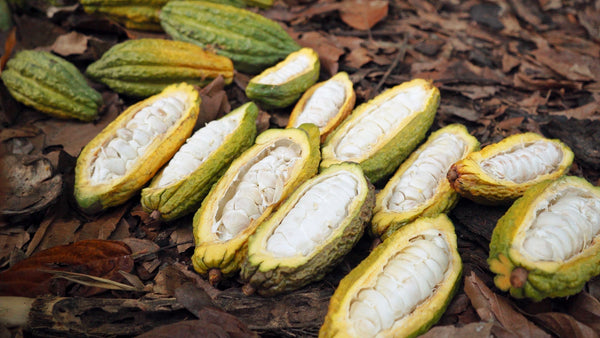 The Quality Of Your Cacao: Not All Cacao Powder Is Created Equal