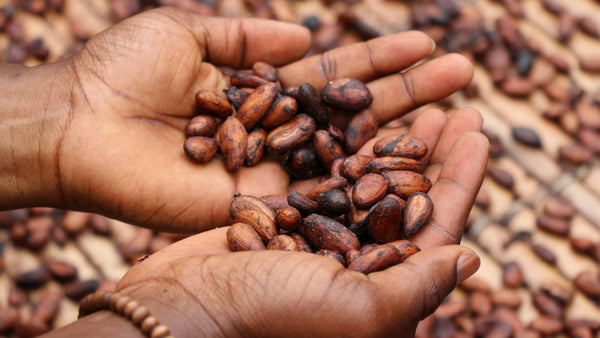 Theobromine: Everything You Need To Know