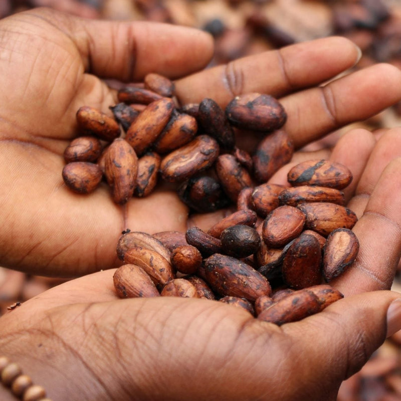 Theobromine: Everything You Need To Know